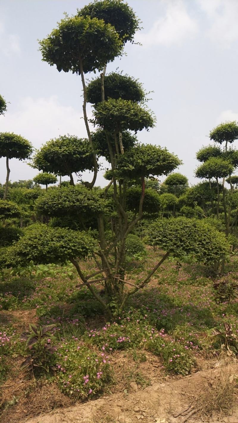 本苗圃常年供应绿化苗木