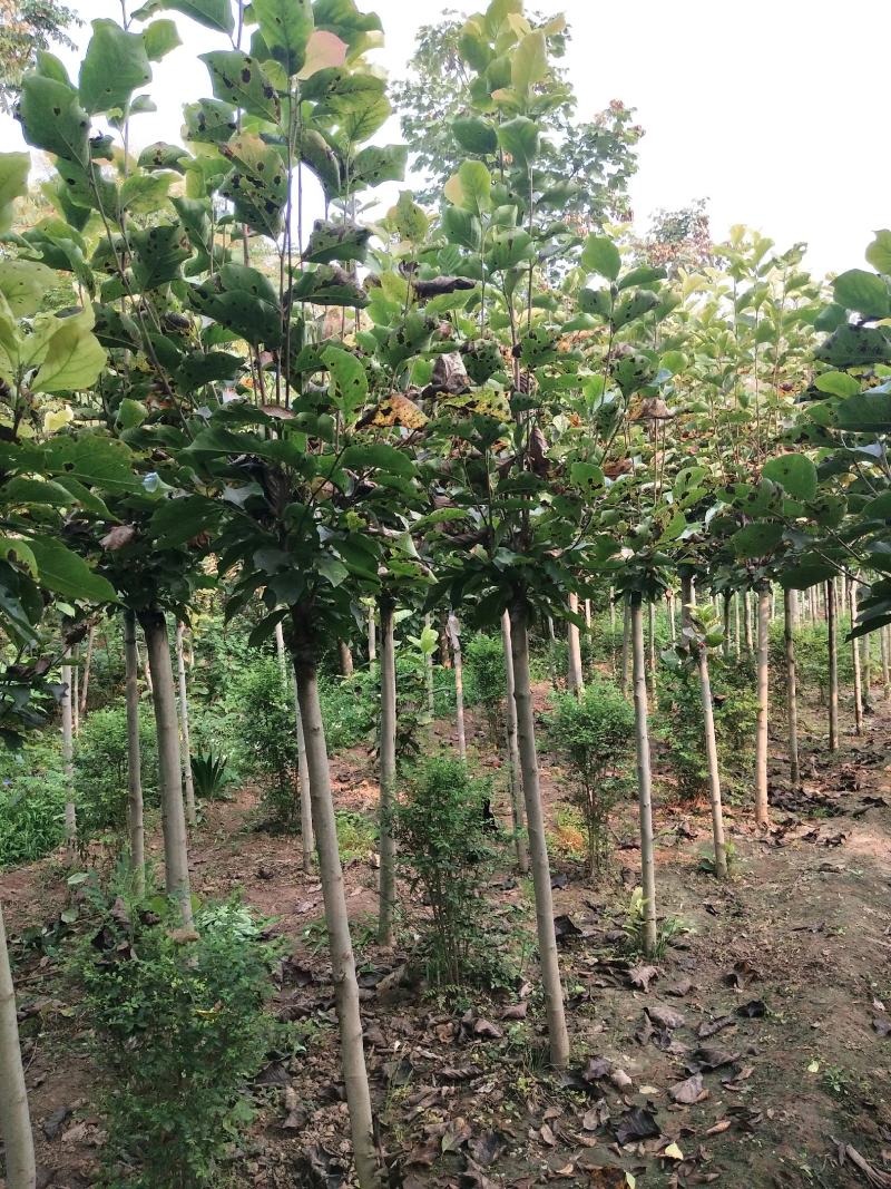 本苗圃常年供应绿化苗木