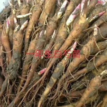 大量供应一年二年生白芍苗