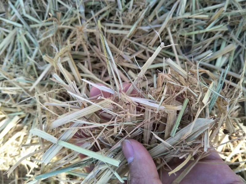 不孕籽破籽棉渣废棉棉籽壳棉粕玉米芯颗粒回收棉食用菌棉渣