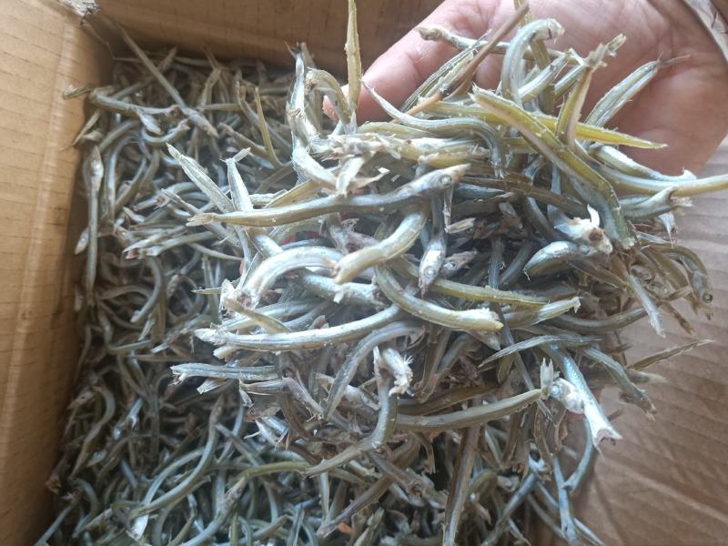 银针鱼产地直发大量现货大小条都有
