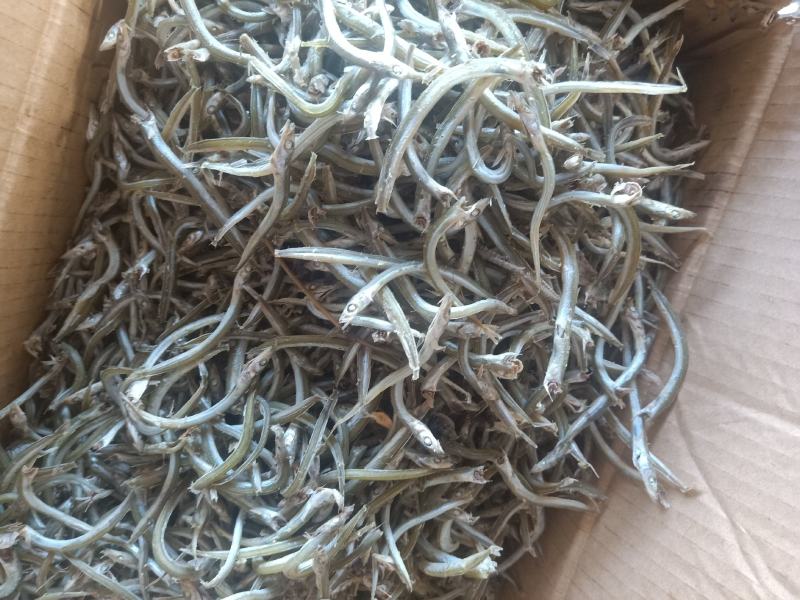 银针鱼产地直发大量现货大小条都有