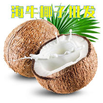 越南毛椰子老椰子炖汤甜品酒店饭店专用超大果大果