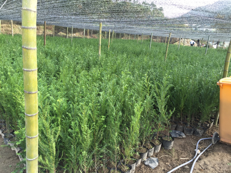 红豆杉杯苗红豆杉杯苗红豆杉杯苗红豆杉杯苗