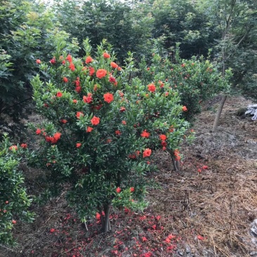 四川成都温江基地花石榴，石榴树，工程货