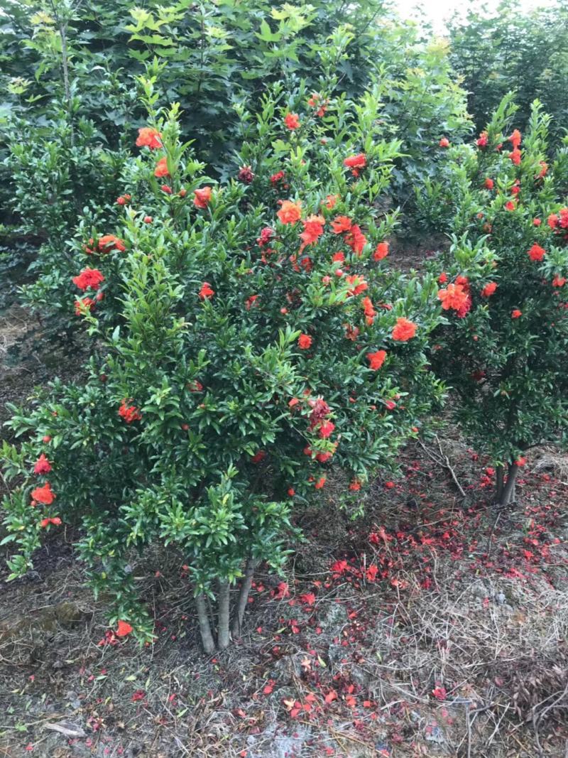 四川成都温江基地花石榴，石榴树，工程货