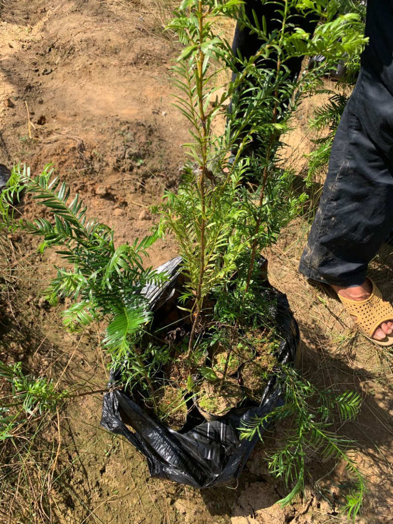 红豆杉杯苗红豆杉杯苗红豆杉杯苗红豆杉杯苗