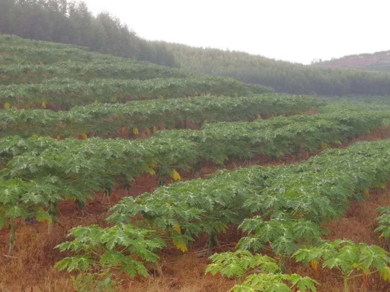 大青木瓜（罗定市行海农业种植示范基地直供）