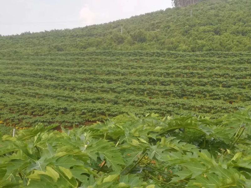 大青木瓜（罗定市行海农业种植示范基地直供）