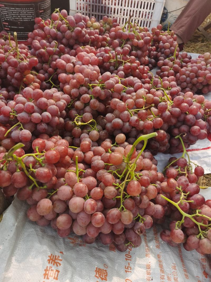 大量新鲜红提葡萄酸甜可口