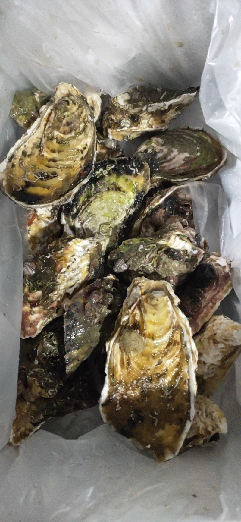 生蚝。男人的加油站。女人的美容院