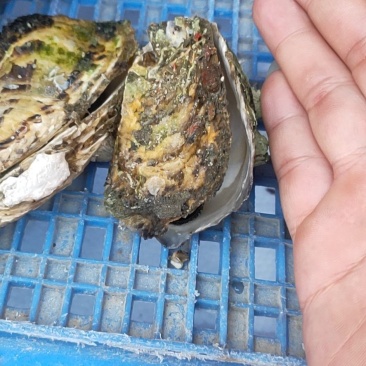 生蚝，男人的加油站，女人的美容院