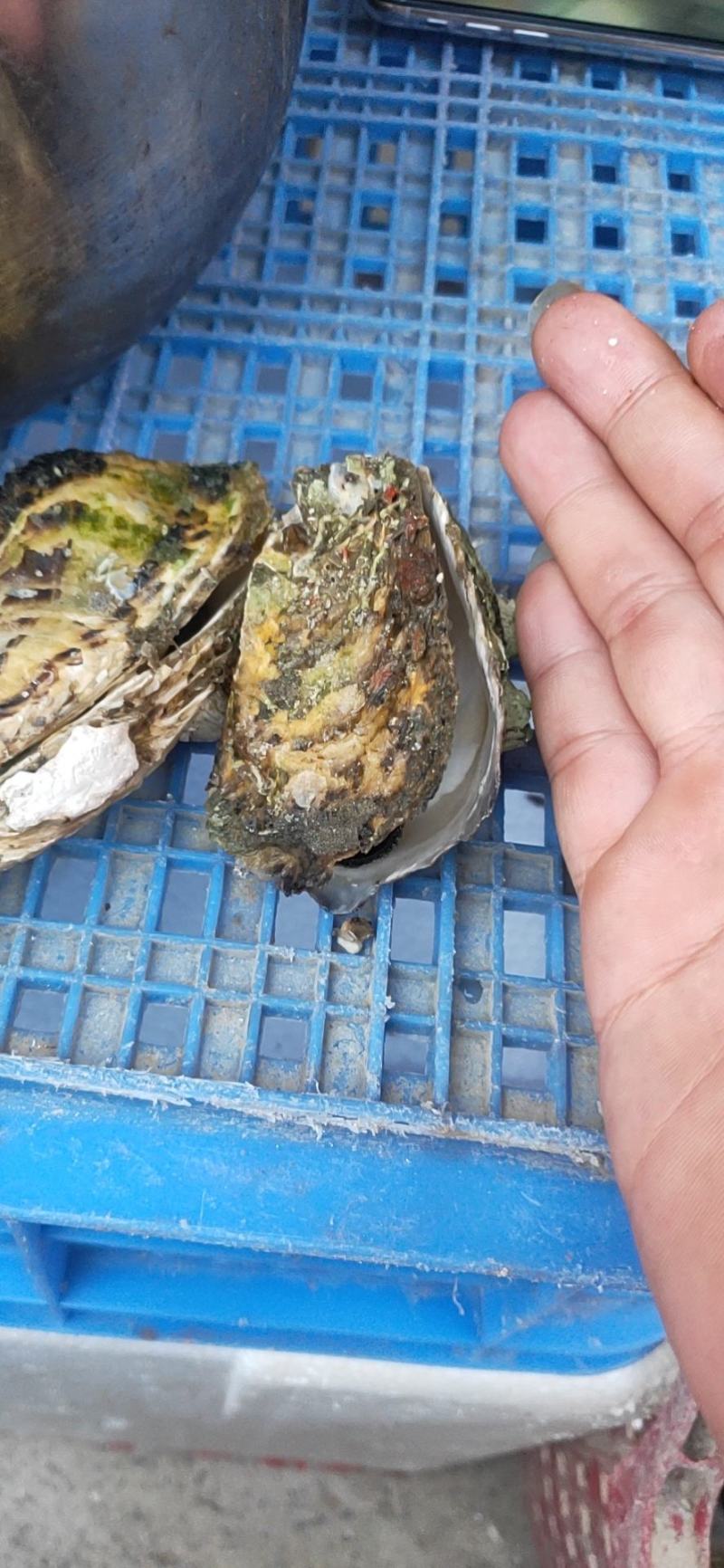 生蚝，男人的加油站，女人的美容院