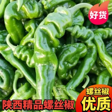 陕西大荔鲜辣椒，大螺丝椒小罗丝线椒产地直发优质螺丝椒供应