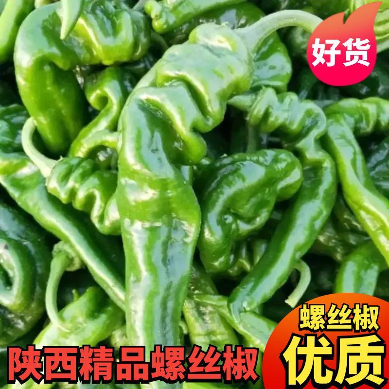 陕西大荔鲜辣椒，大螺丝椒小罗丝线椒产地直发优质螺丝椒供应