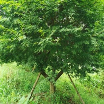 鸡爪戚枫树低价走货视频质量保证欢迎洽谈