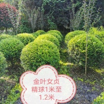 基地直销各规格精品金叶女贞球，自产自销，欢迎来电咨询