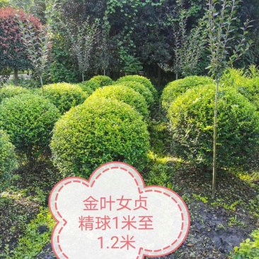 基地直销各规格精品金叶女贞球，自产自销，欢迎来电咨询