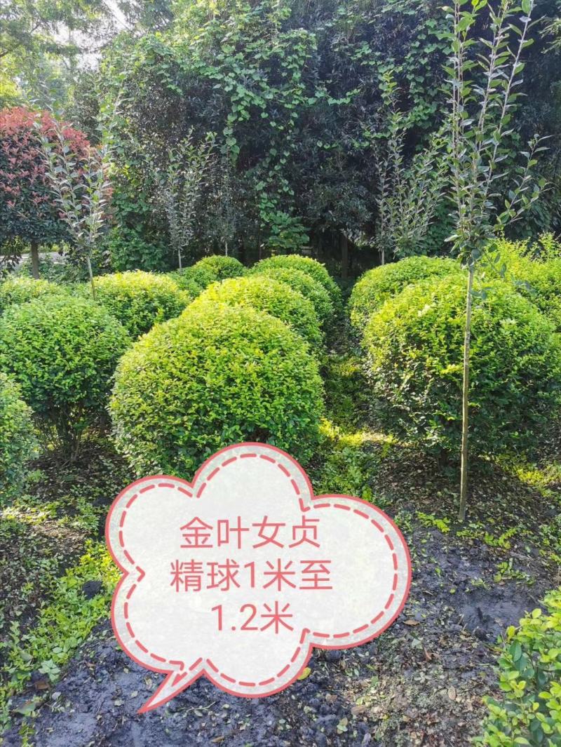 基地直销各规格精品金叶女贞球，自产自销，欢迎来电咨询