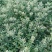 中国金银花之乡山东福东“致富王”金银花种苗