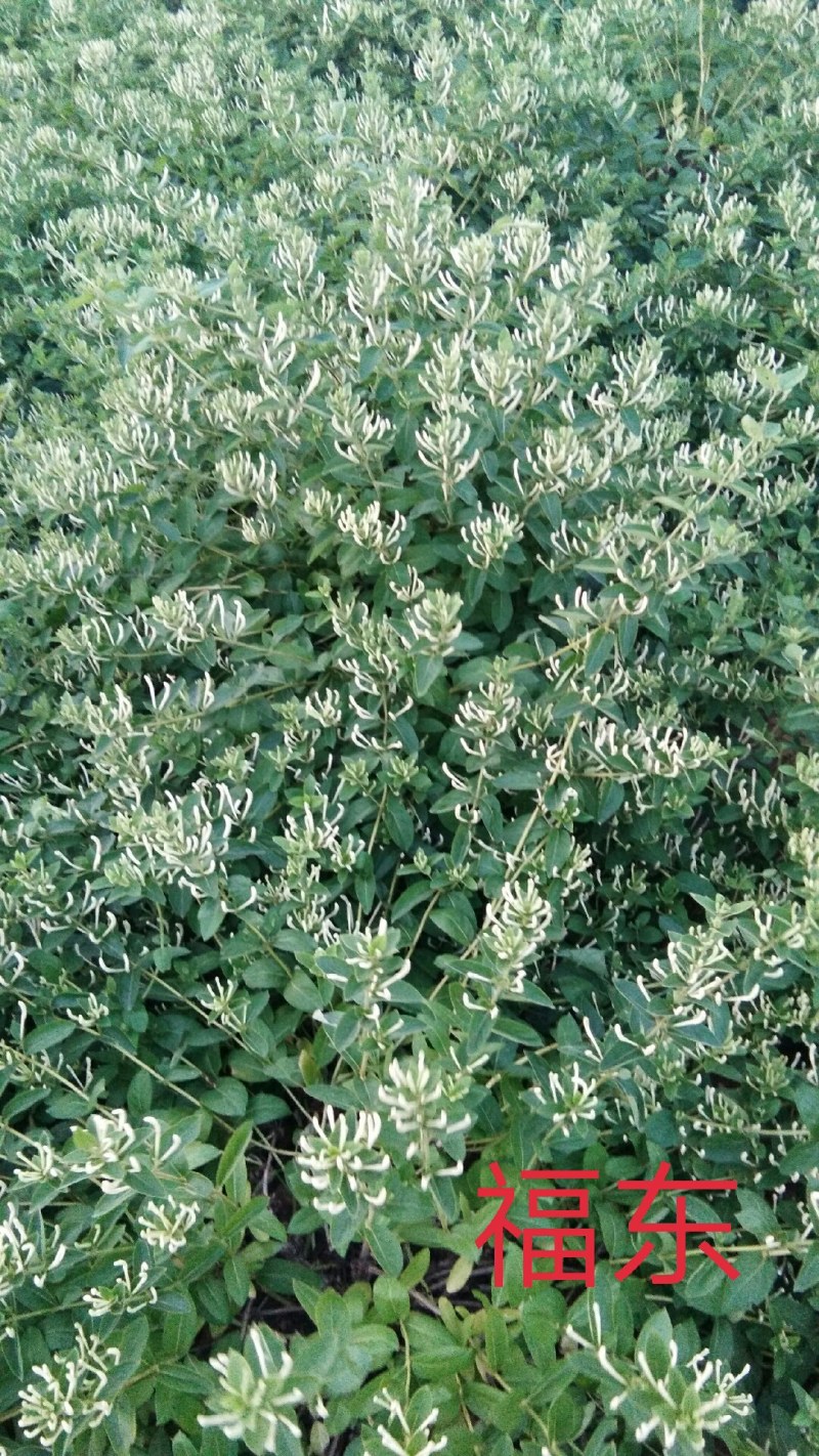 中国金银花之乡山东福东“致富王”金银花种苗
