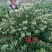 中国金银花之乡山东福东“致富王”金银花种苗