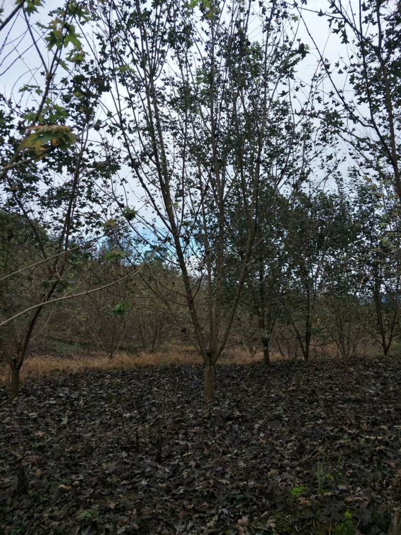 四川成都温江基地苗圃元宝枫，基地货，质量保证