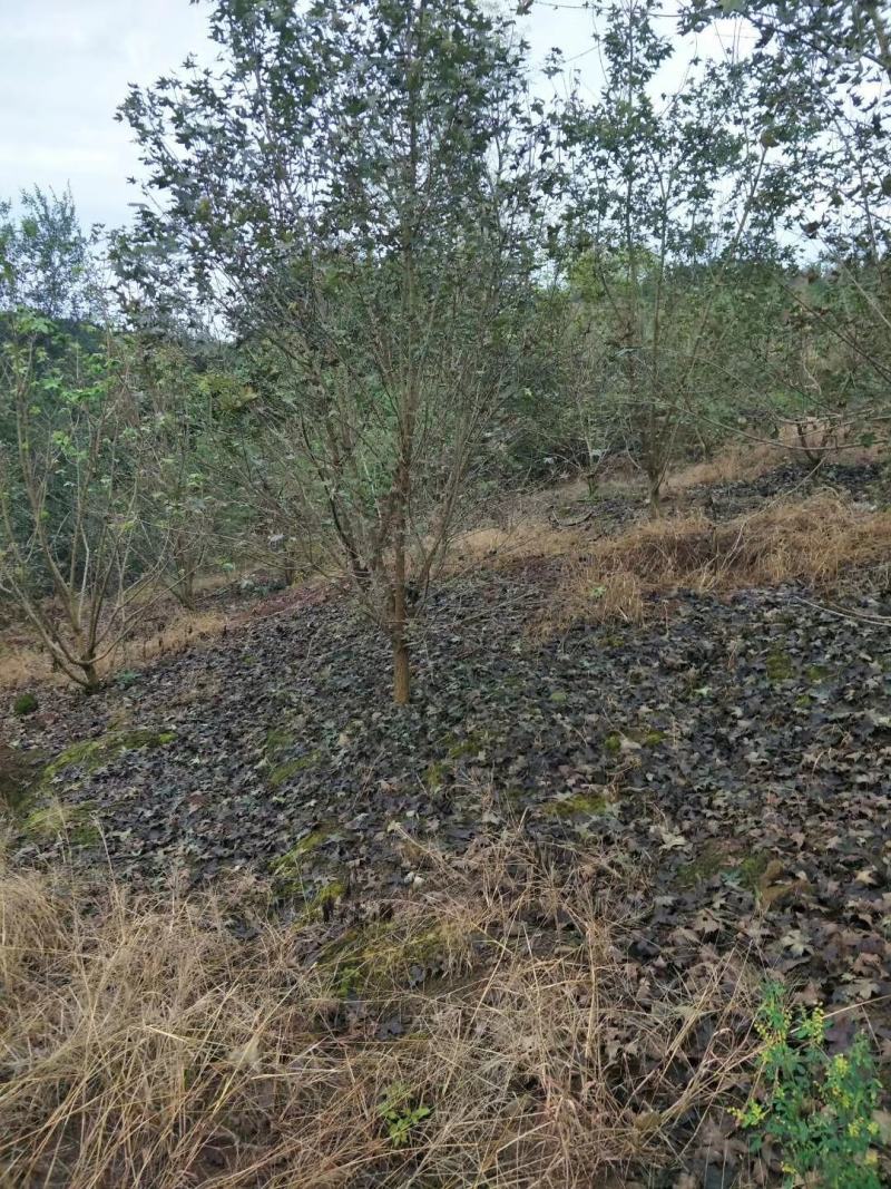 四川成都温江基地苗圃元宝枫，基地货，质量保证
