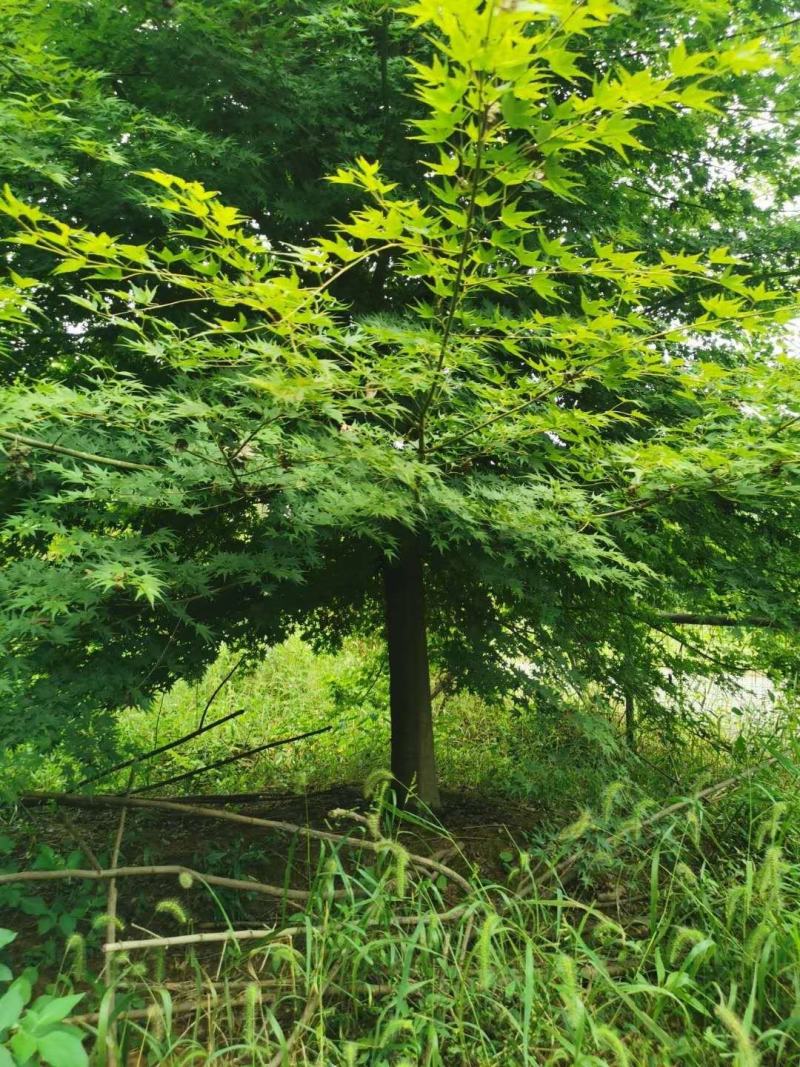 四川成都温江区苗圃基地货源充足诚信五角枫规格齐全质量保证