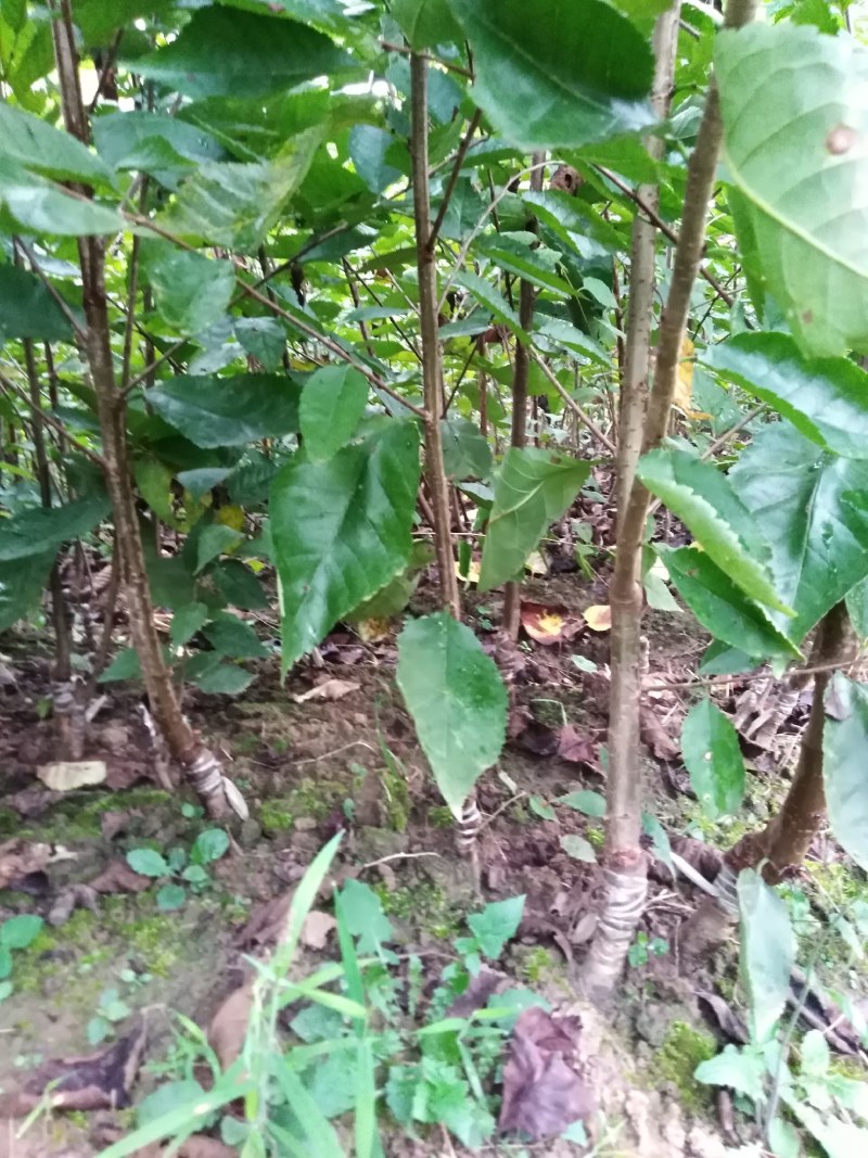 车厘子红灯乌克兰玛瑙红大樱桃嫁接苗基地现挖现发成活率高