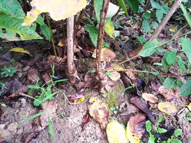 车厘子红灯乌克兰玛瑙红大樱桃嫁接苗基地现挖现发成活率高