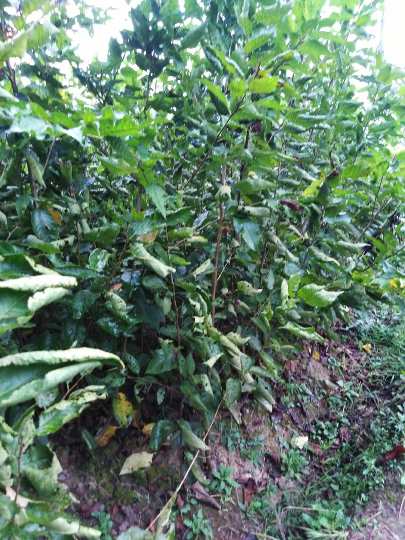 车厘子红灯乌克兰玛瑙红大樱桃嫁接苗基地现挖现发成活率高