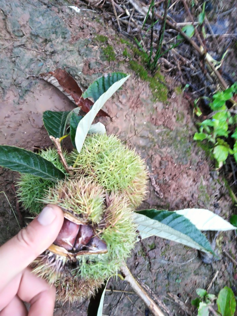 嫁接良种大红袍板栗苗农大一号板栗苗品种纯正产量高成活率高