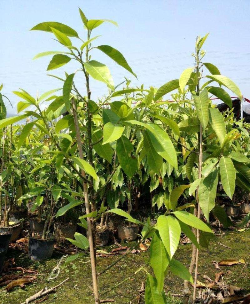 玉兰树苗红白黄紫玉兰带花苞发货三季玉兰菊花玉兰规格齐