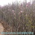 玉兰树苗红白黄紫玉兰带花苞发货三季玉兰菊花玉兰规格齐