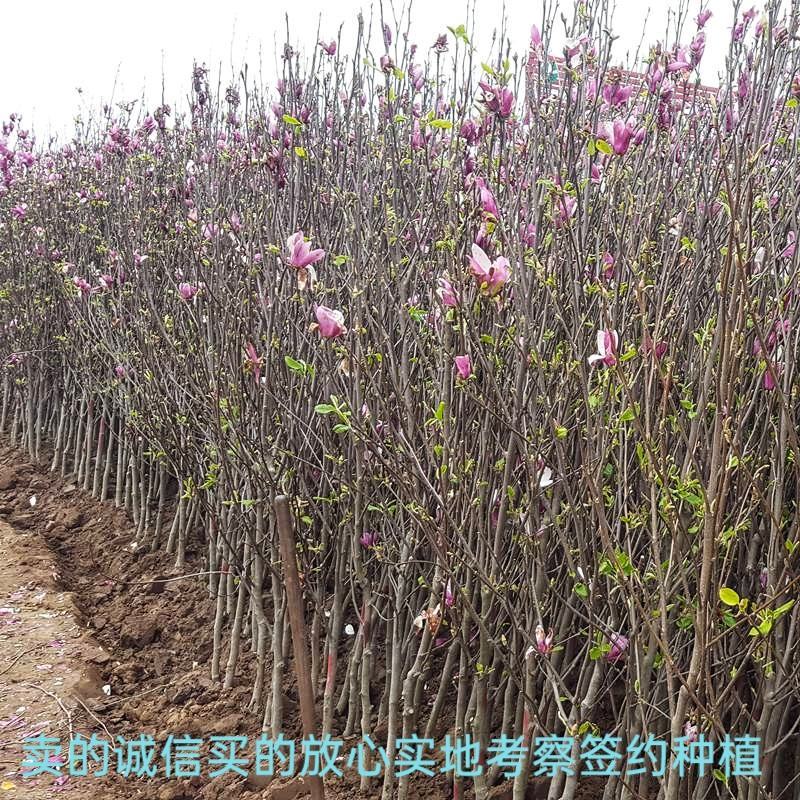 玉兰树苗红白黄紫玉兰带花苞发货三季玉兰菊花玉兰规格齐