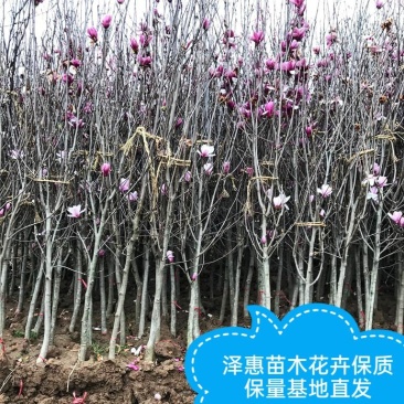玉兰树苗红白黄紫玉兰带花苞发货三季玉兰菊花玉兰规格齐