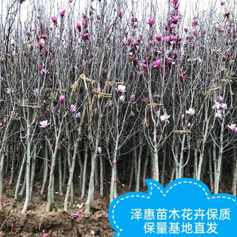 玉兰树苗红白黄紫玉兰带花苞发货三季玉兰菊花玉兰规格齐
