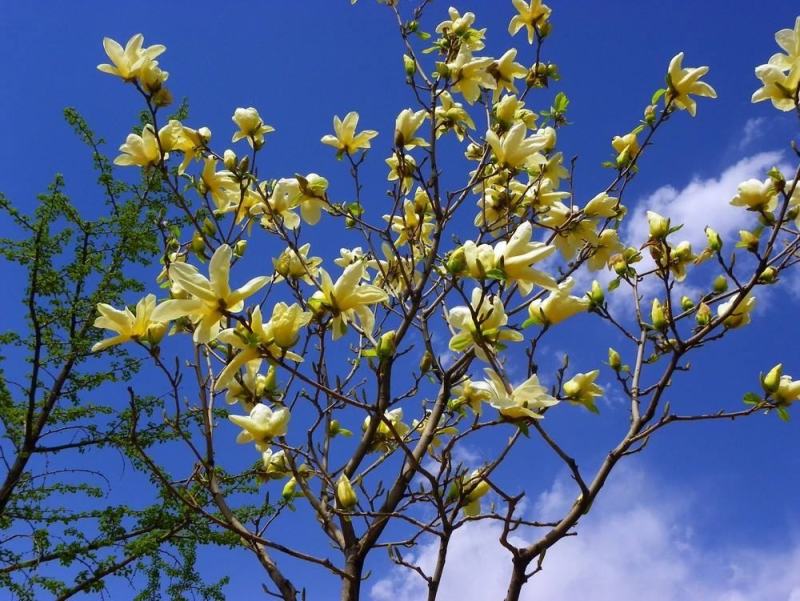 玉兰树苗红白黄紫玉兰带花苞发货三季玉兰菊花玉兰规格齐