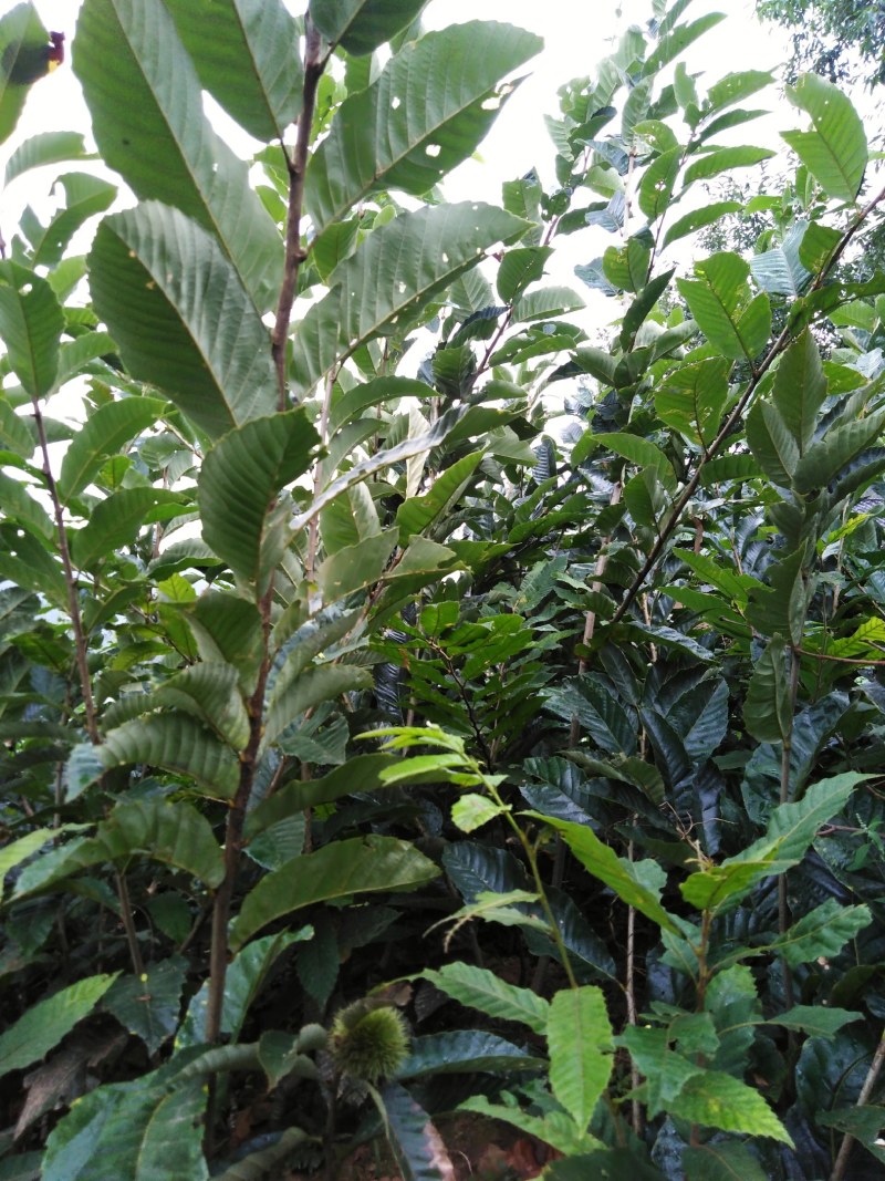嫁接良种大红袍板栗苗农大一号板栗苗品种纯正产量高成活率高