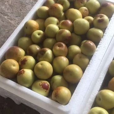 冬枣皮薄脆保证质量货源充足诚信经营长期