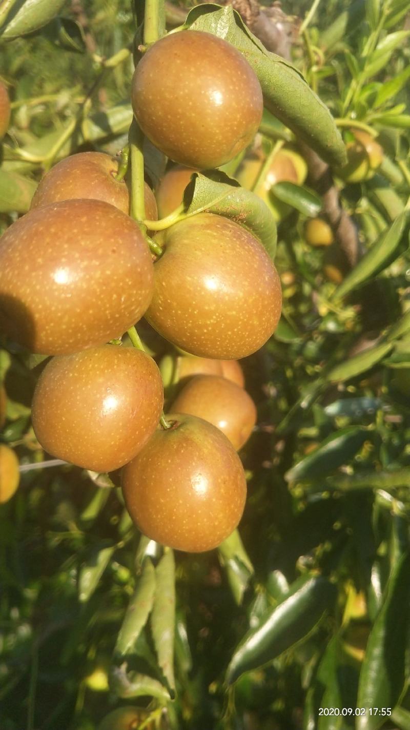 冬枣皮薄脆保证质量货源充足诚信经营长期