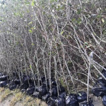 贴梗海棠铁脚海棠木瓜海棠基地供应春季开花大小规格齐全