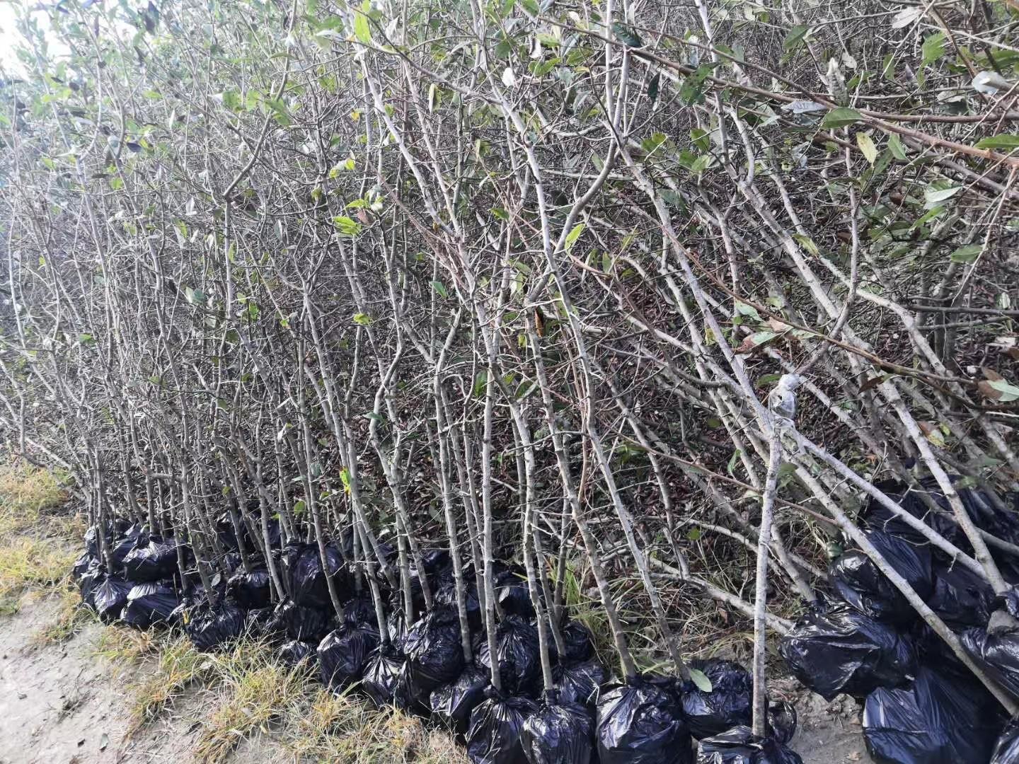 木瓜植株整体展示,叶子集中在顶部,呈掌状分裂 木瓜植株整体与叶片分布图