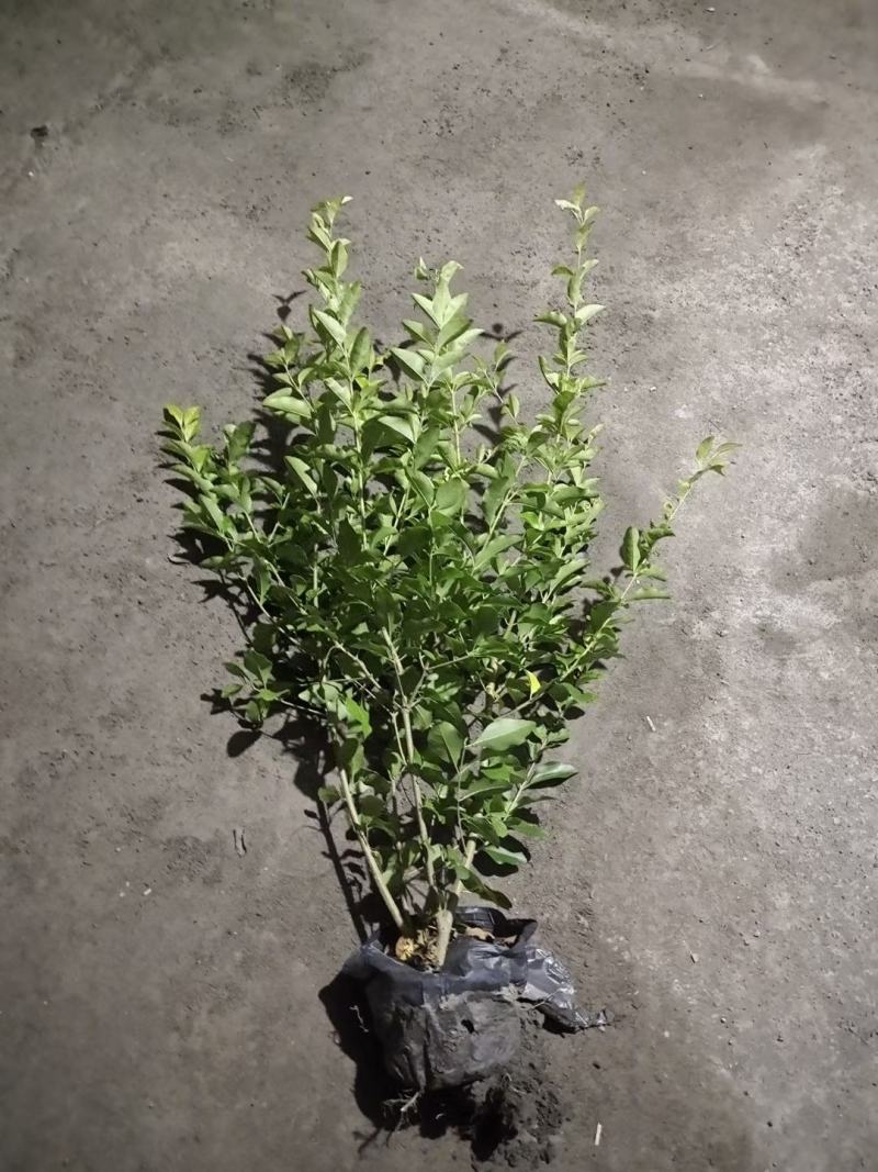 苗圃直供大杯小杯金叶女贞小苗，欢迎来电咨询
