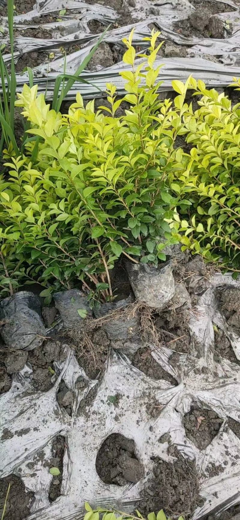 苗圃直供大杯小杯金叶女贞小苗，欢迎来电咨询