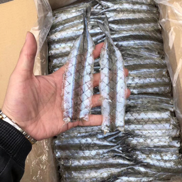 调味马步鱼干冷冻海产品、、、