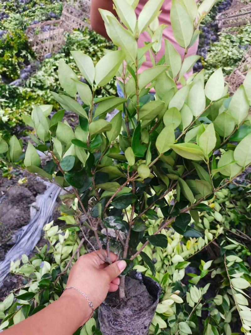 基地直销大小杯金森女贞，量大从优，欢迎选购