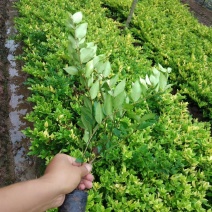 基地直销大小杯金森女贞，量大从优，欢迎选购