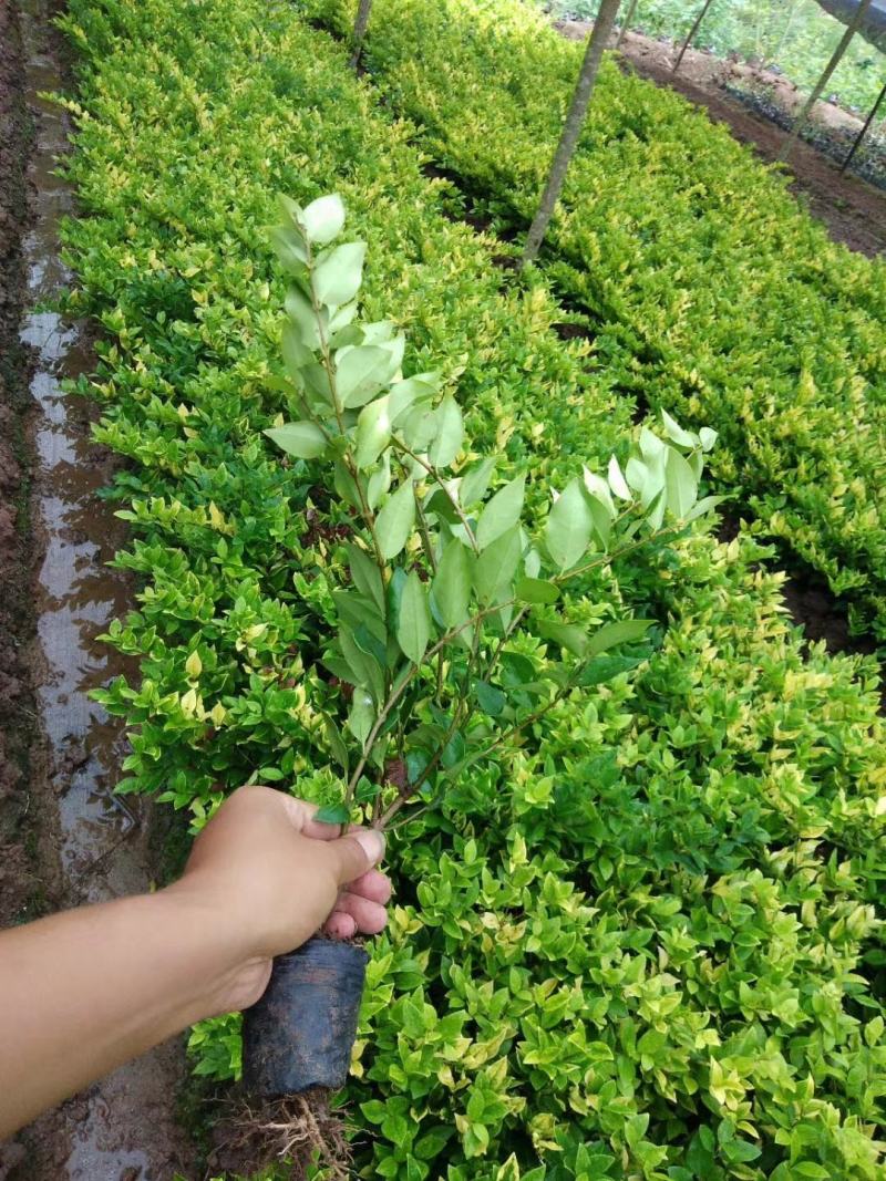基地直销大小杯金森女贞，量大从优，欢迎选购